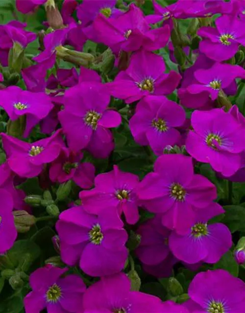 Aubrieta x cult.'Purple Supreme'