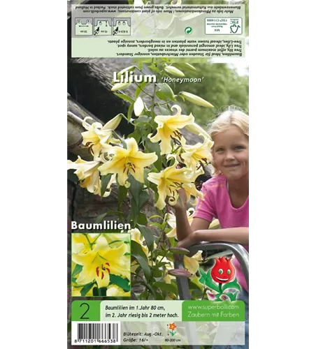 Baumlilie 'Honeymoon'