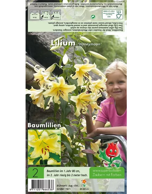 Baumlilie 'Honeymoon'