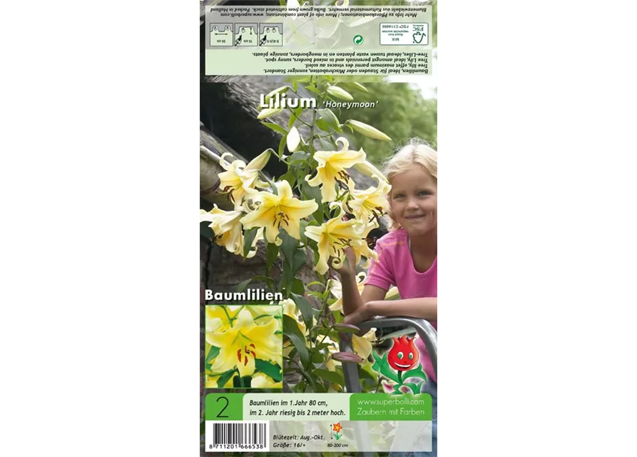 Baumlilie 'Honeymoon'