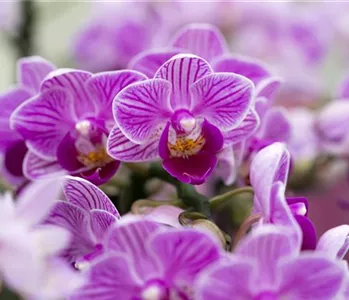 ORCHIDEEN IM FREIEN ÜBERSOMMERN