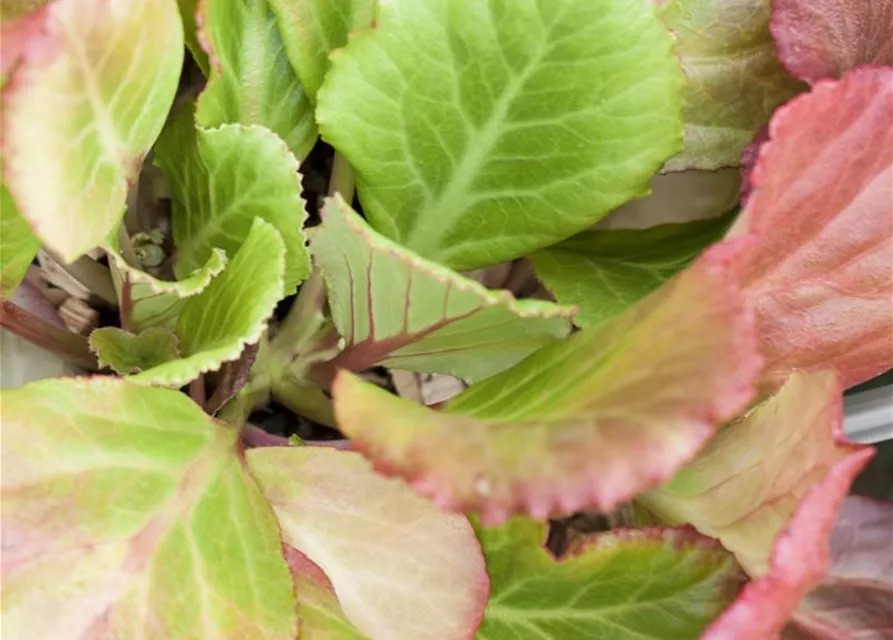 Bergenia cordifolia 'Abendglut'