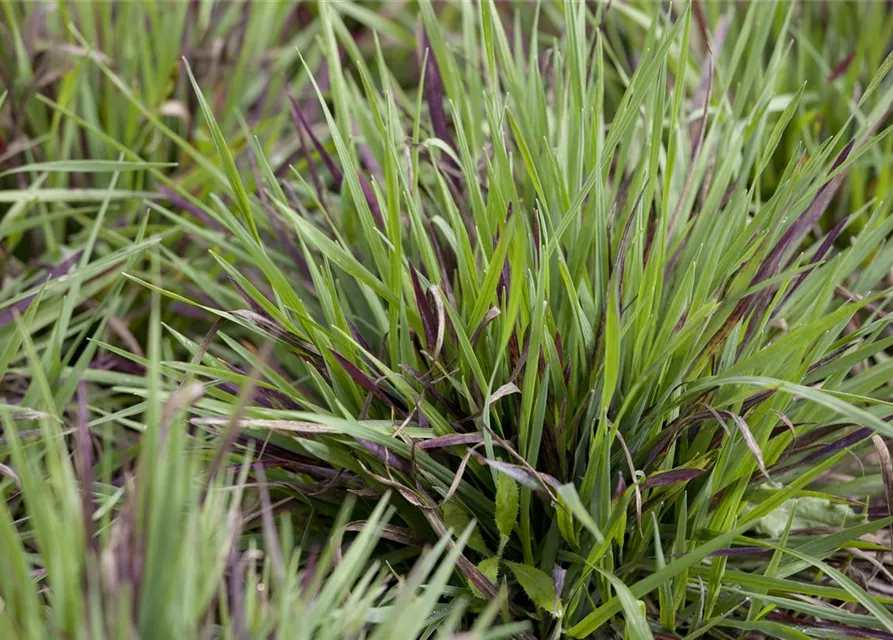 Behaarte Garten-Hainsimse 'Igel'