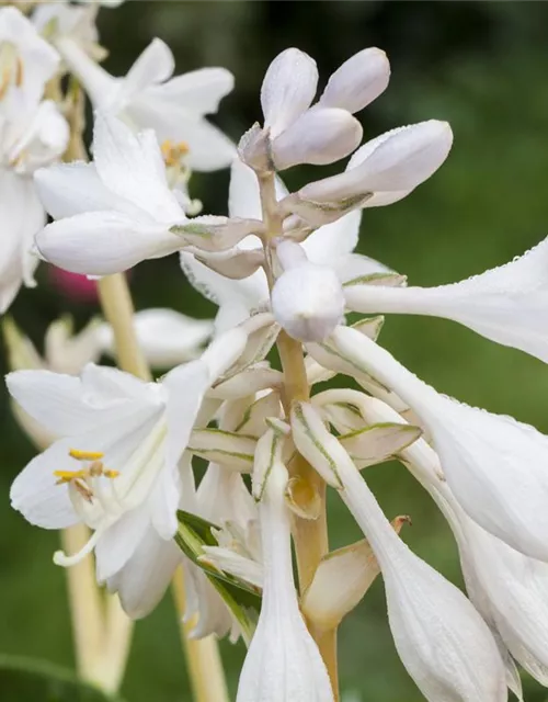 Blaugraue Garten-Funkie 'Great Expectations'