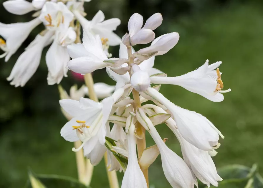 Blaugraue Garten-Funkie 'Great Expectations'