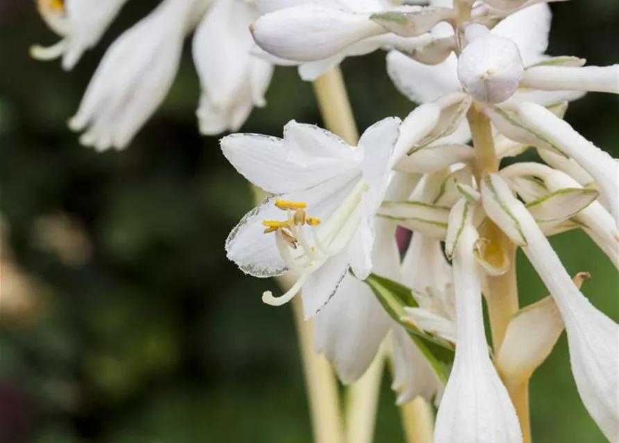 Blaugraue Garten-Funkie 'Great Expectations'