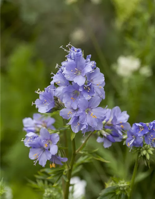 Blaublühende Jakobsleiter