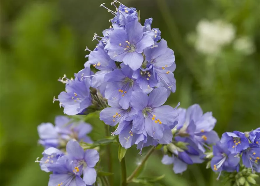 Blaublühende Jakobsleiter
