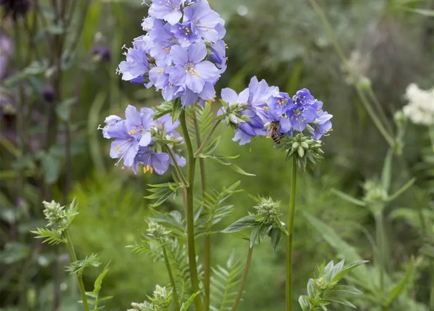 Blaublühende Jakobsleiter