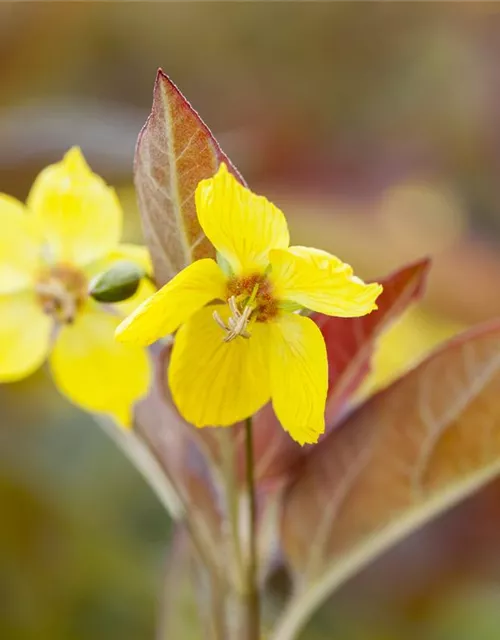 Bewimperter Garten-Felberich 'Firecracker'