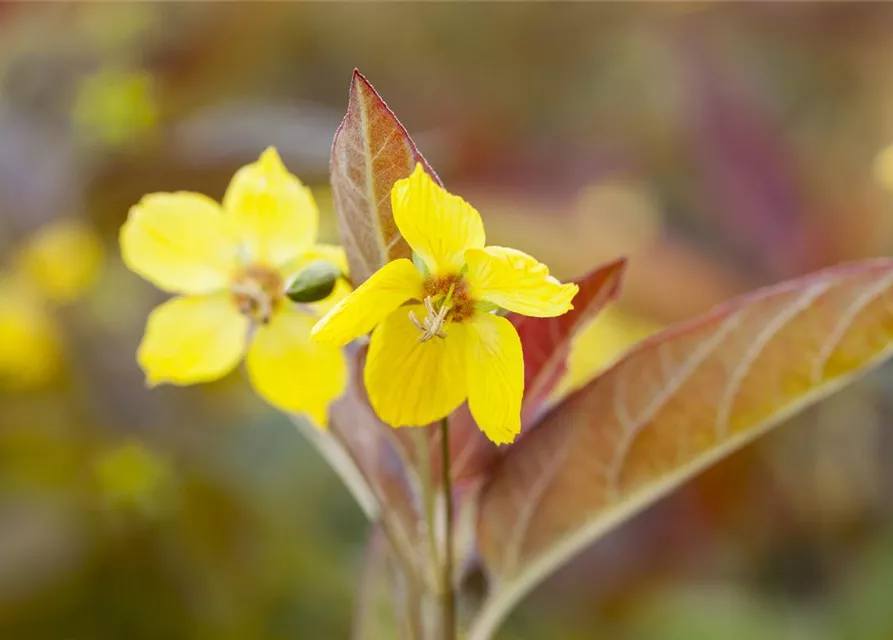 Bewimperter Garten-Felberich 'Firecracker'