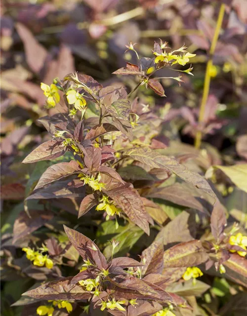 Bewimperter Garten-Felberich 'Firecracker'