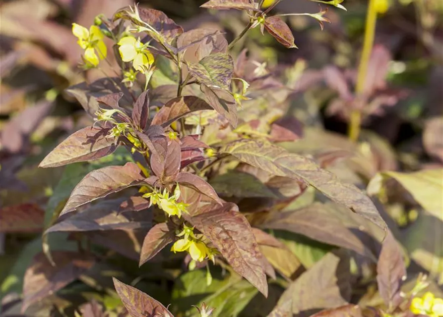 Bewimperter Garten-Felberich 'Firecracker'