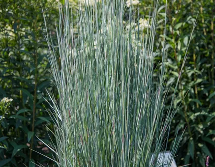 Blaugraues Präriegras 'Blue Heaven'®