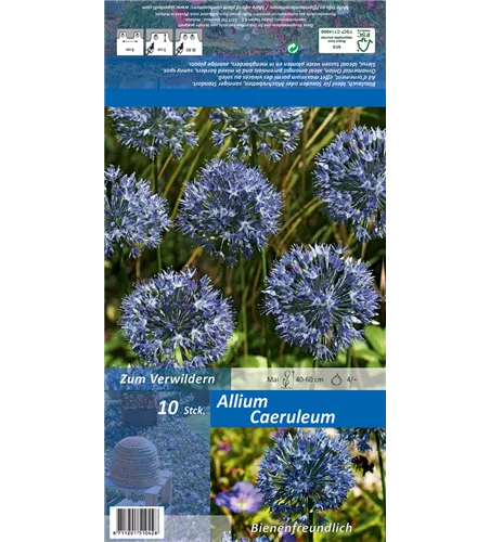 Blaublühender Lauch