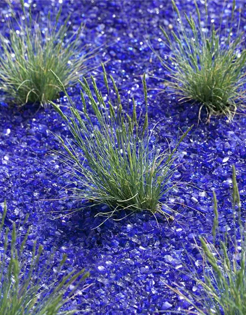 Blau-Schwingel
