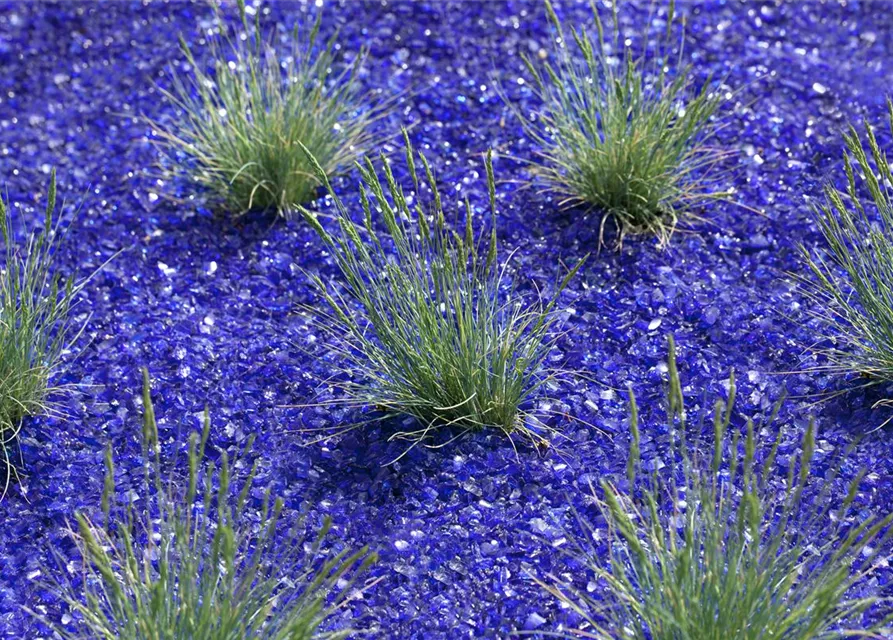 Blau-Schwingel