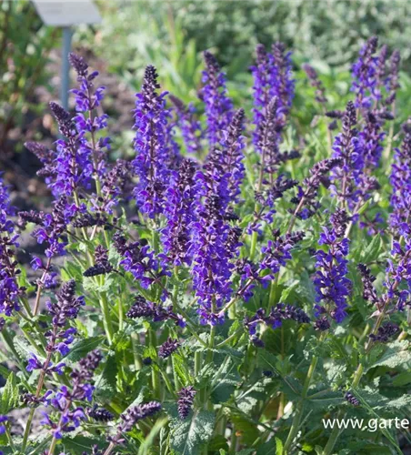 Blüten-Salbei