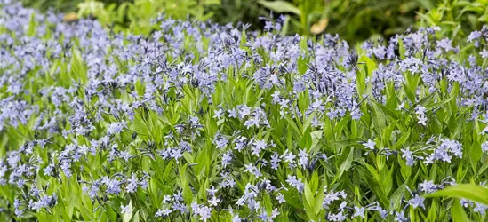 Blausternbusch