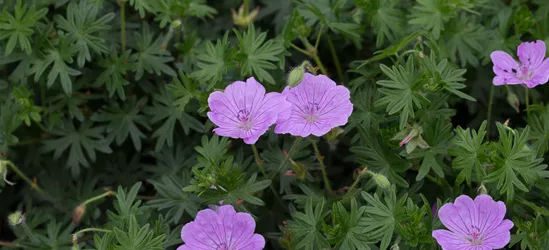 Blutroter Storchschnabel 'Glenluce'