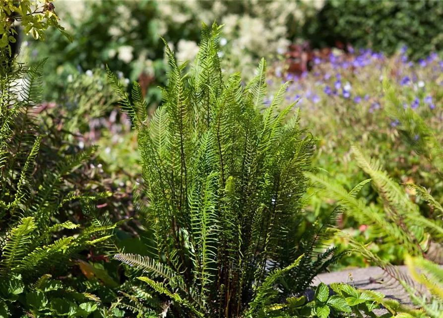 Blechnum spicant