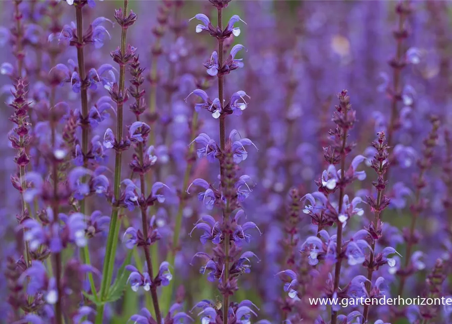 Blüten-Salbei