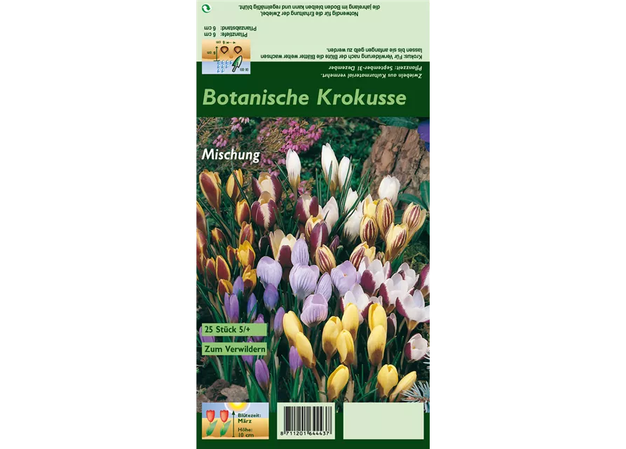 Botanische Krokusse