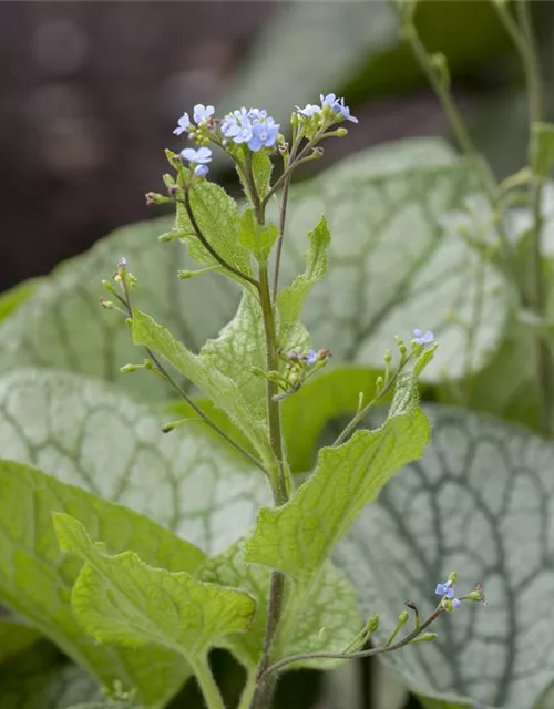 Brunnera macrophylla
