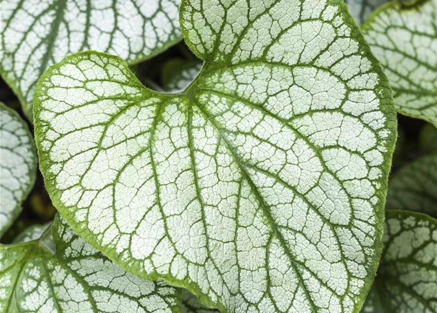 Brunnera macrophylla