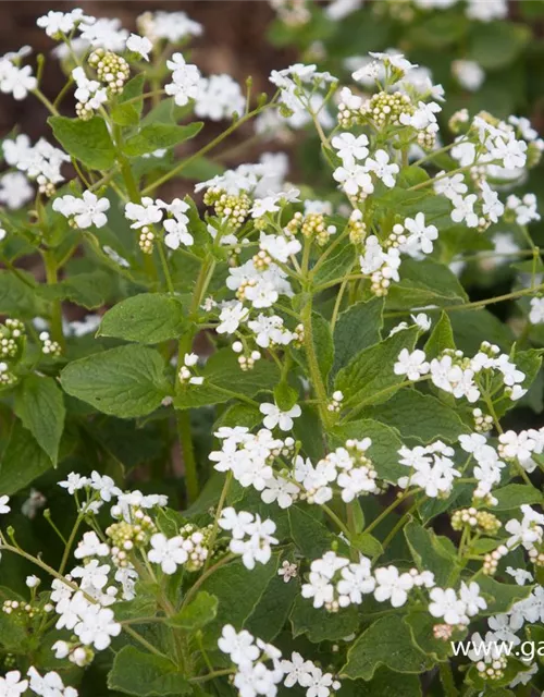 Brunnera macrophylla 'Betty Bowring'