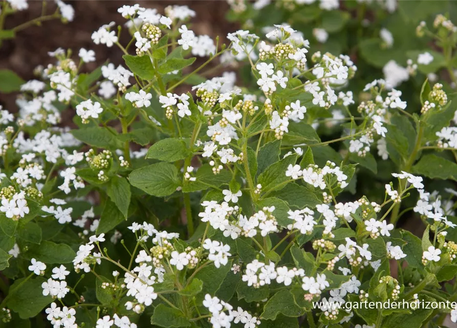 Brunnera macrophylla 'Betty Bowring'