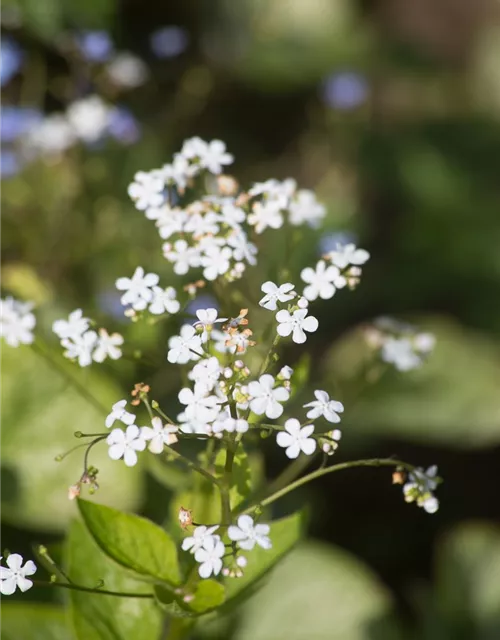 Brunnera macrophylla 'Betty Bowring'