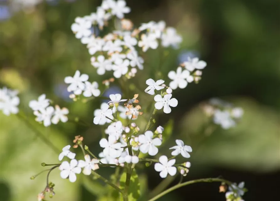 Brunnera macrophylla 'Betty Bowring'