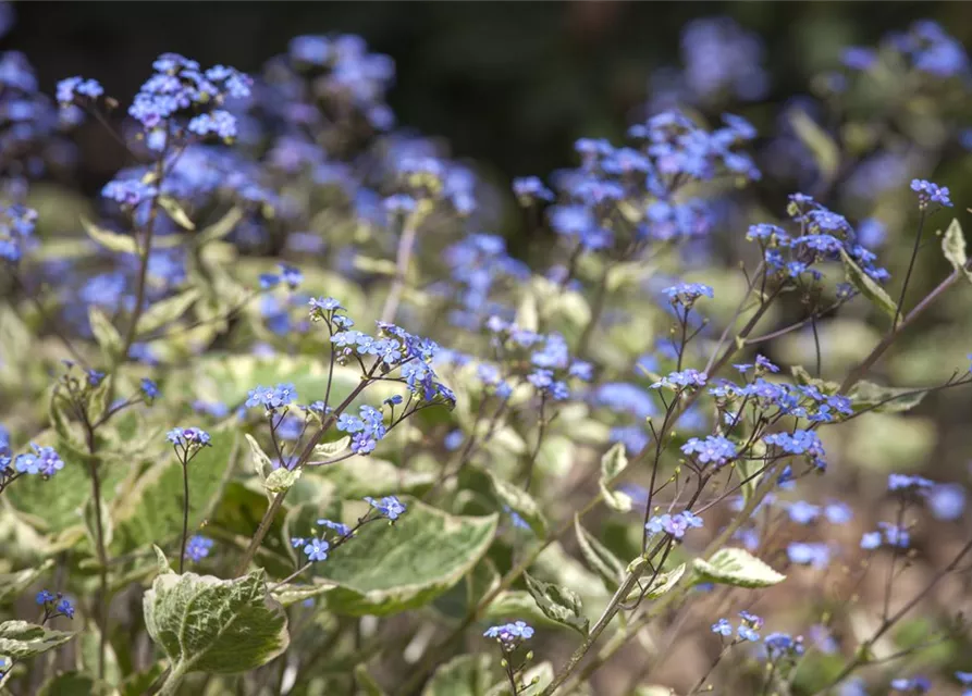 Brunnera macrophylla 'Hadspen Cream'