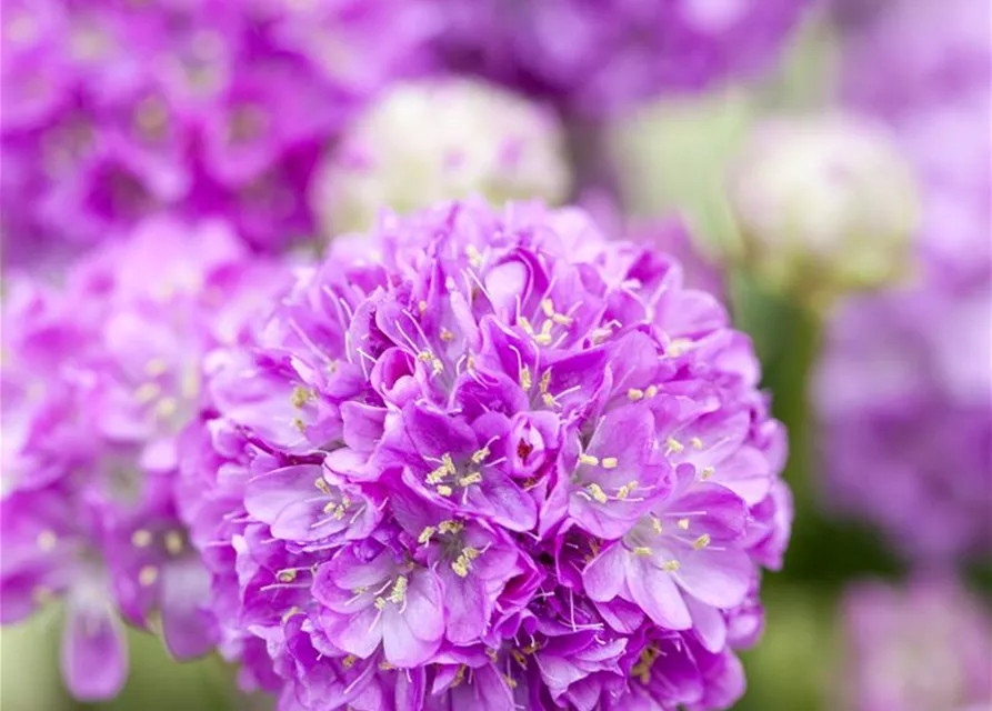 Breitblättrige Garten-Grasnelke 'Ballerina Lilac'