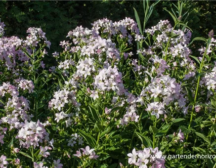 Campanula lactiflora 'Loddon Anne'