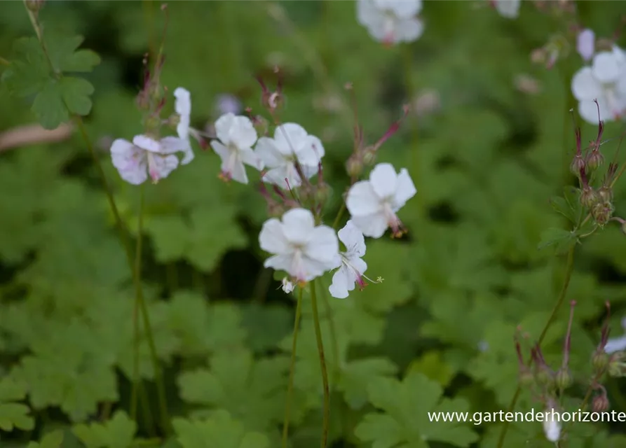 Cambridge-Bastard-Storchschnabel 'Biokovo'