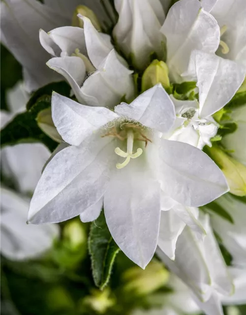Campanula glomerata 'Alba'