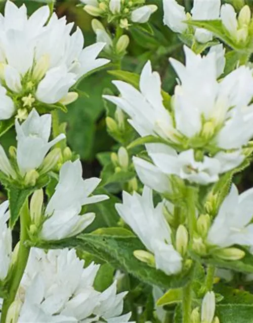 Campanula glomerata 'Alba'