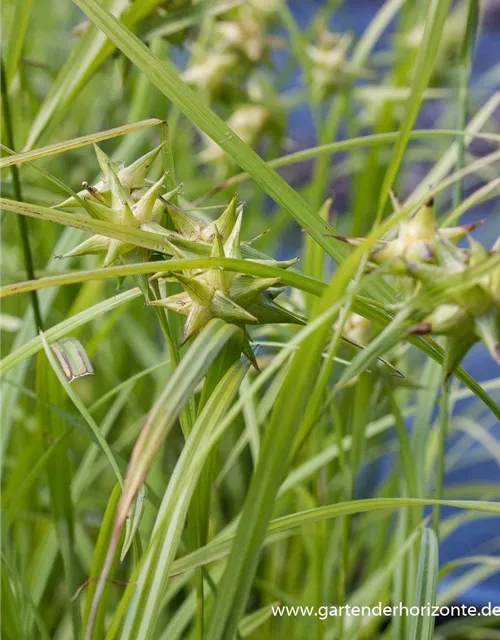 Carex grayi