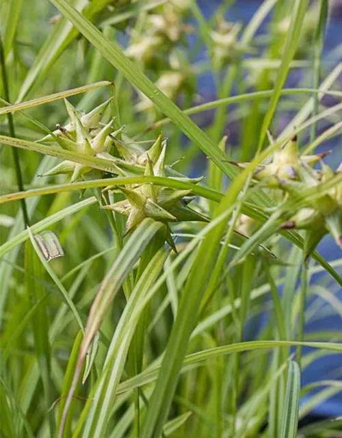 Carex grayi