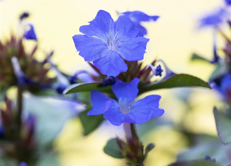 Ceratostigma plumbaginoides