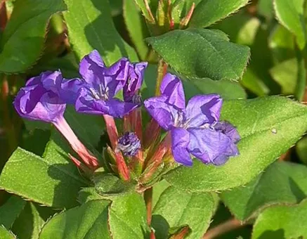 Ceratostigma plumbaginoides