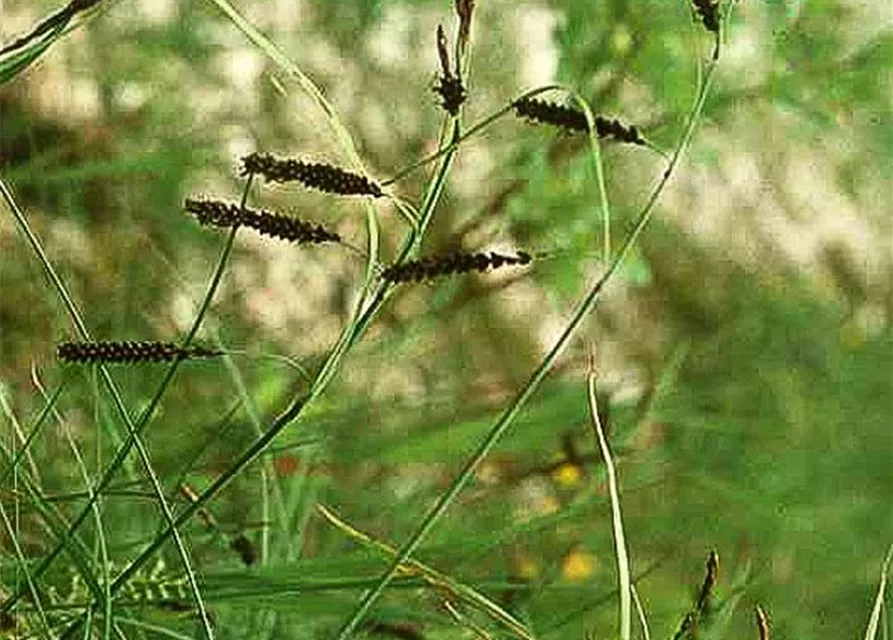 Carex flacca