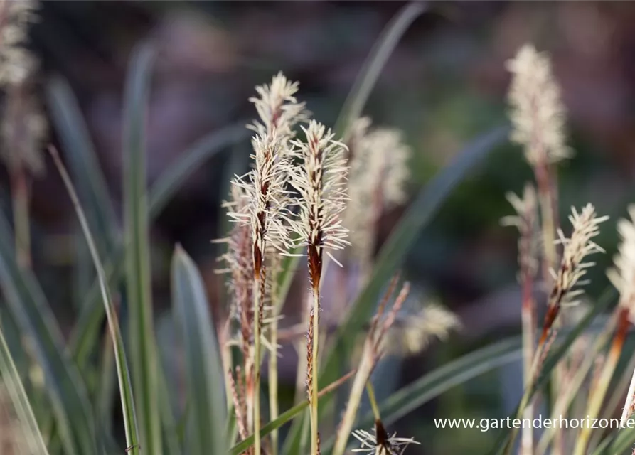 Carex morrowii 'Variegata'