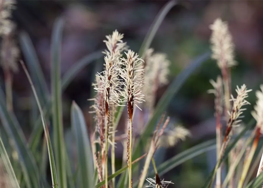 Carex morrowii 'Variegata'