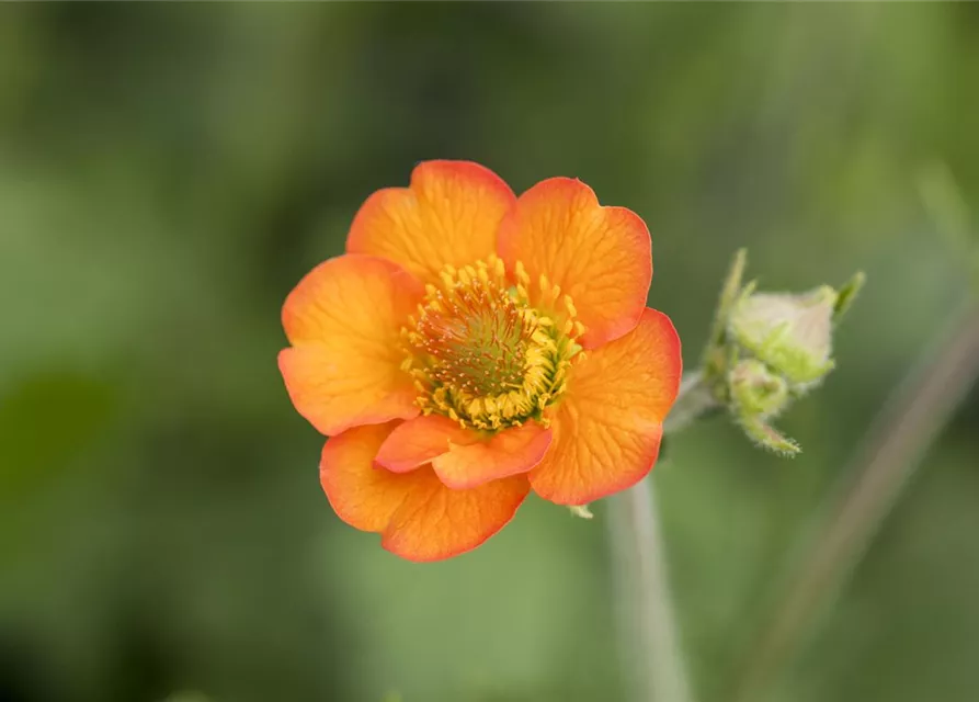 Chilenische Nelkenwurz 'Totally Tangerine'