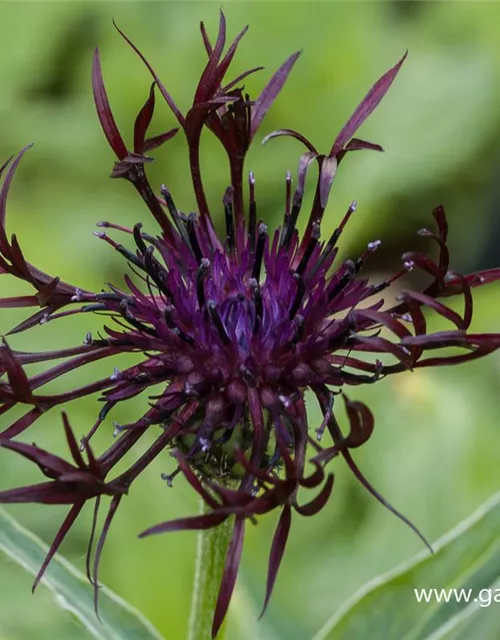 Centaurea montana 'Jordy'