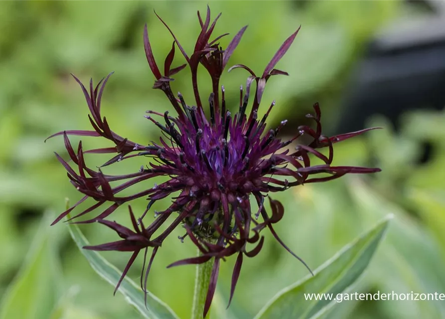 Centaurea montana 'Jordy'