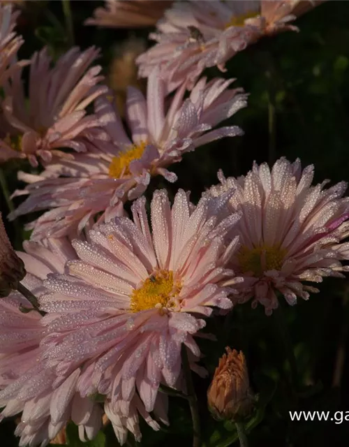 Chrysanthemum x hort.'Apricot'
